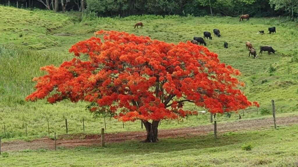 Flamboyant florido no pasto da fazenda